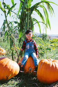 Bates Nut Farm, San Diego family, pumpkin patch, San Diego, fall