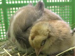 Cute-Rabbit-03 (3)