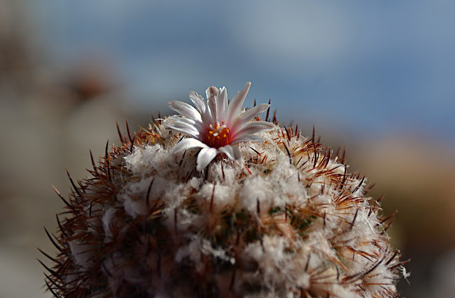 The top half of a small cactus with semi-globular/small barrel shape. Numerous short upcurved gold to reddish spines protrude from clumps of white wool. It is crowned with a single whitish flower with a dozen or so narrow whitish petals some with a faint pink-brown central stripe. The centre is red with a cluster of red stamens topped with golden pollen and a white spidery stigma. Background is blurred blue (snow outside) and brownish (other plants/windowsill)