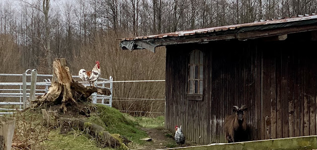 einer unserer isländischen Hähne auf dem Hügel, eni Huhn und eine Ziege