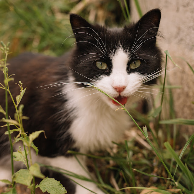 Cats like catios, study shows. Black and white cat pictured amongst green plants