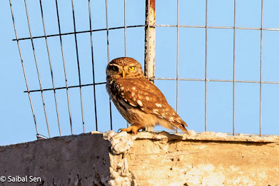 Little-Owl