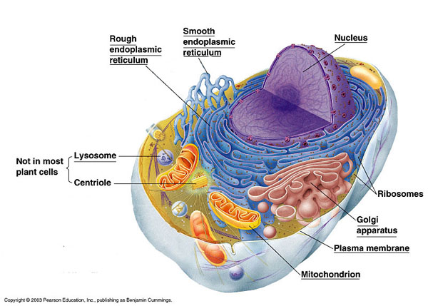 picture of animal cell labeled. animal cell labeled parts.