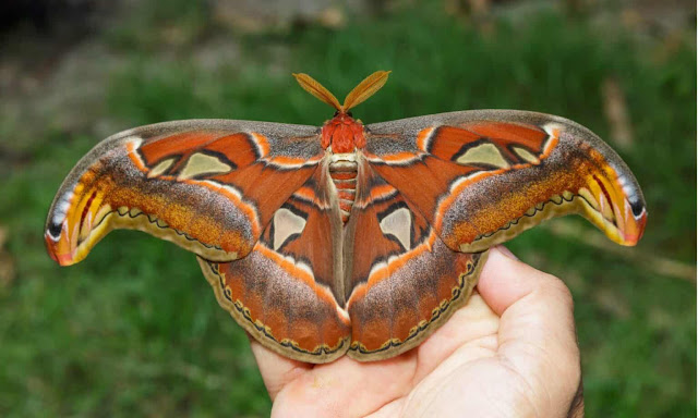 Atlas moth article – big, beautiful, strange life; learn about its size, mimicry, diet (or lack of), and dramatic lifespan.