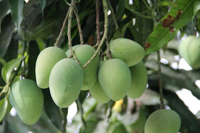 Kaccha Aam khane ke fayde. Benefits of Raw Mango in Hindi/Urdu. 