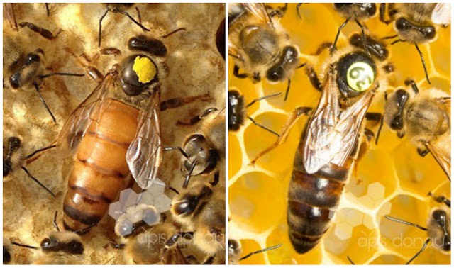Φυλές βασιλισσών που παράγουν πολύ μέλι: Φωτογραφίες με τις βασίλισσες