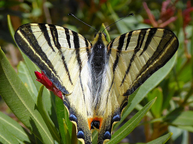 Iphiclides podalirius, Segelfalter