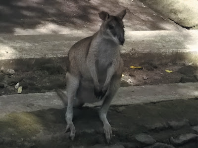 foto wallaby di kebun binatang gembiraloka 02