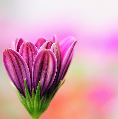 daisy petals