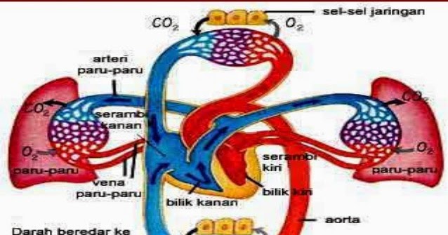 Teks Laporan Hasil Observasi "Sistem Peredaran Darah Manusia"