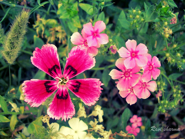 Flowers Photography