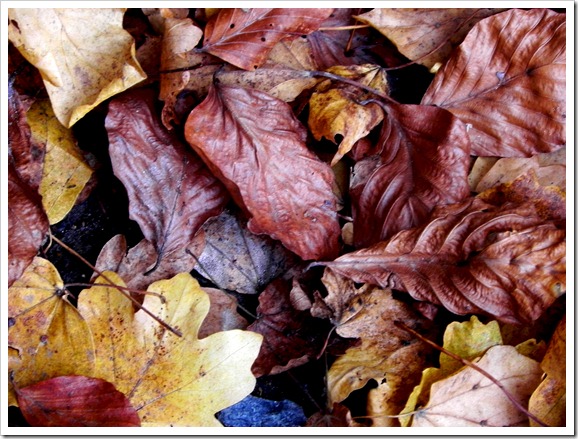 Leaves2