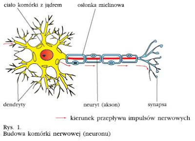 Zanik nerwów obwodowych