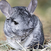 8 Reasons Why Chinchillas Are Good Pets