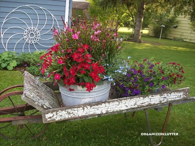 Looking back at my favorite junk garden wheelbarrow and its plantings.
