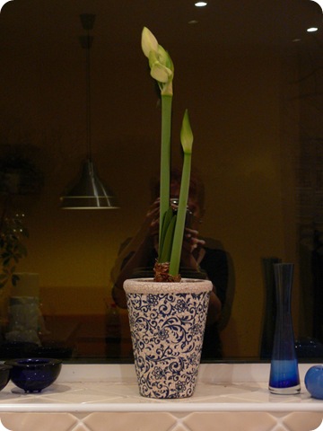 Amaryllis