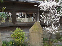 昨年と一昨年白い花だったが今年は紅白の花とつけたという