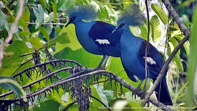 Western-crowned Pigeon in Klasouw valley of Sorong regency