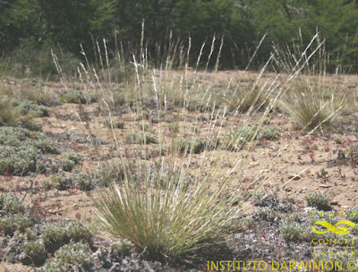 Paja vizcachera (Amelichloa caudata)