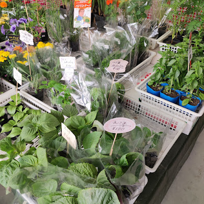 野菜の苗