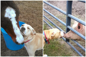 Funny animals of the week - 7 February 2014 (40 pics), dog loves horse and pig