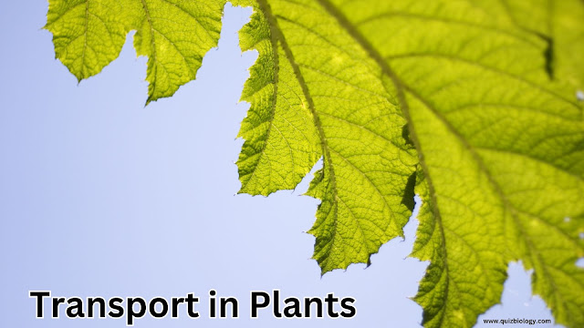 Plant Physiology Quiz on Transport in Plants