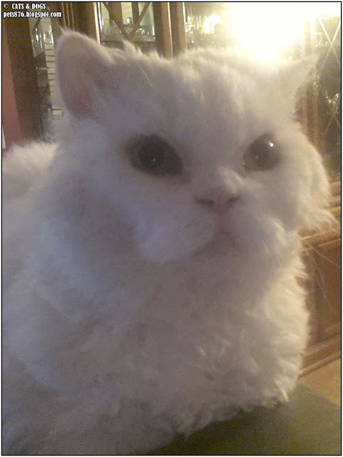 selkirk rex cat