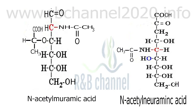  N- Acetyl galactos amine