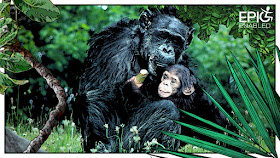 Two chimpanzees. Male chimpanzee sits, baby chimpanzee clings onto him. 