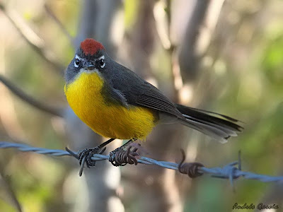 Brown capped Redstart