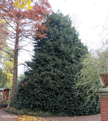 holly tree, London, December