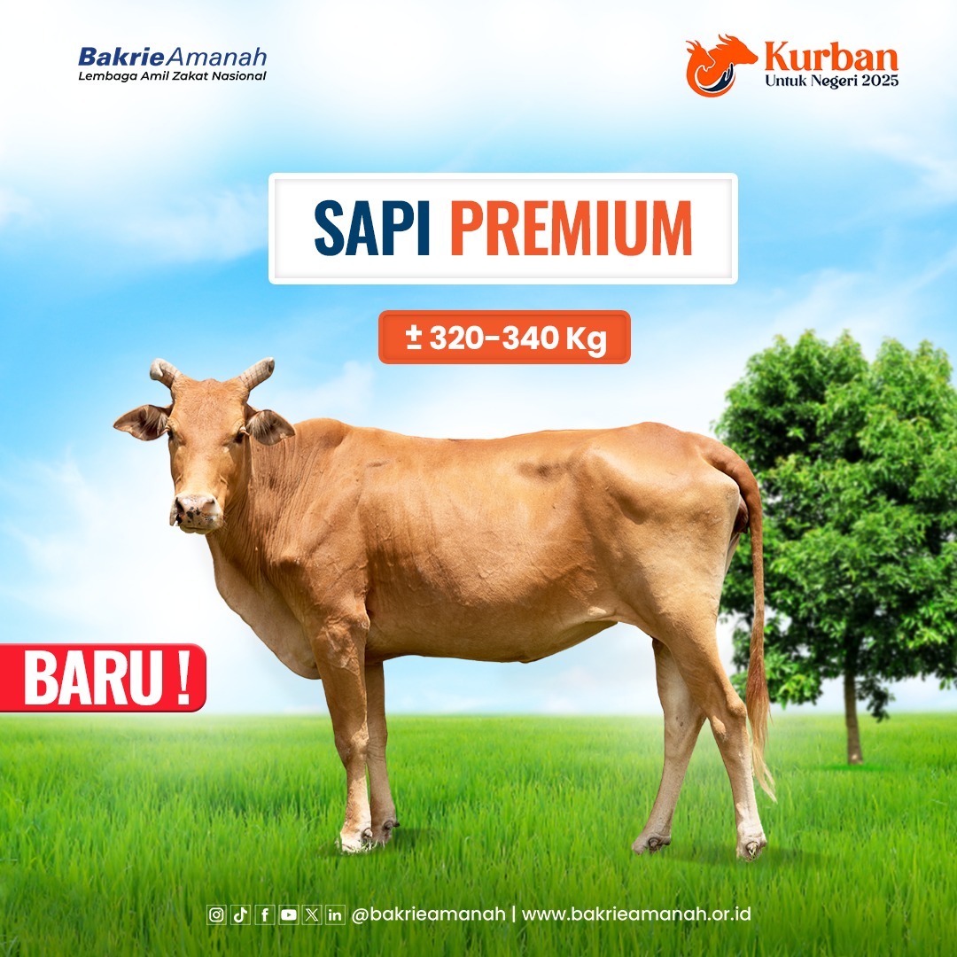 Kurban Sapi Premium Tipe A ±320 - 340 kg