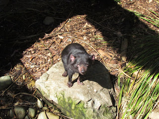 Tasmanian Devil