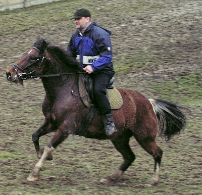 koń, konie, jazda konna