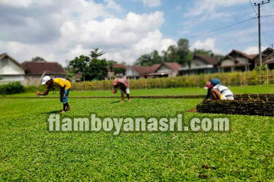 jual rumput jepang Sidoarjo