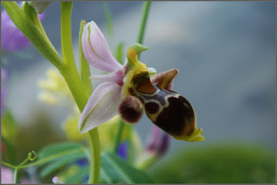 Orquídea silvestre (Villalba De La Sierra)