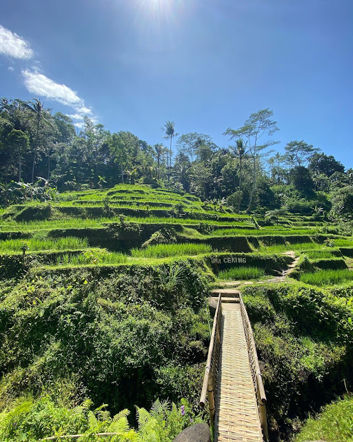 Enjoying the Beauty of Tegalalang Rice Terrace, A Hidden Paradise in Bali