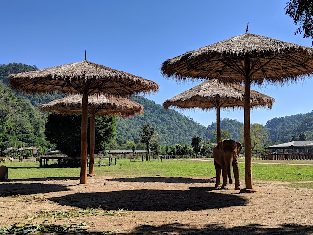 An elephant finding shade at the Chiang Mai Elephant Nature Park