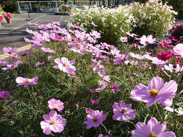 とっとり花回廊のエントランス