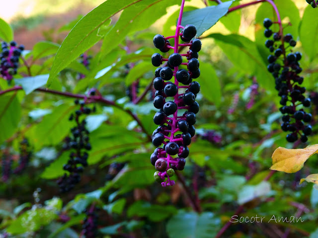 Phytolacca americana