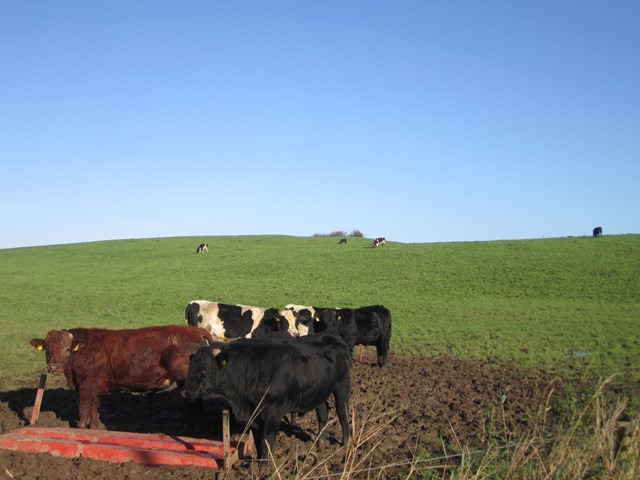 cows 737