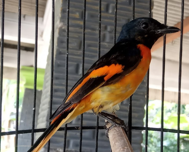 Merawat Burung Mantenan