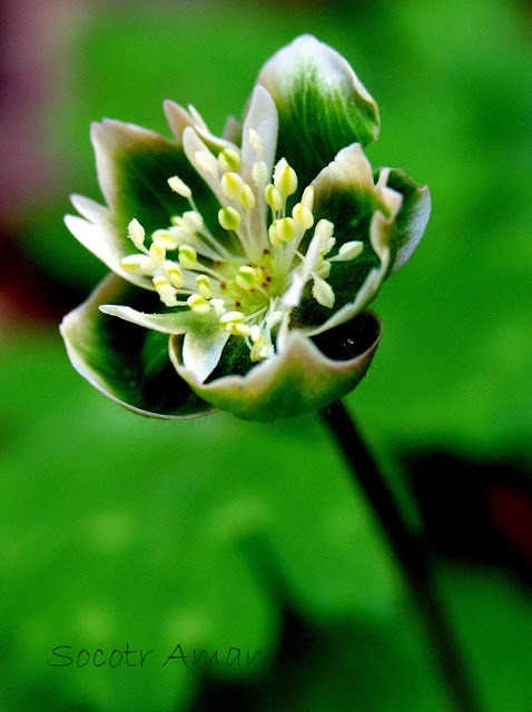 Anemone flaccida