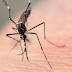 BARAHONA: Familias de Habanero preocupa dengue