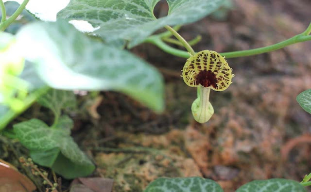 Aristolochia Fimbriata Flowers Pictures