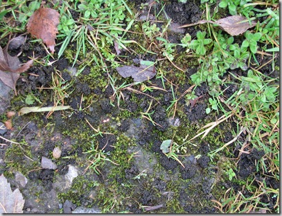 20081104 BHW Cpt 3c Collema lichen 008