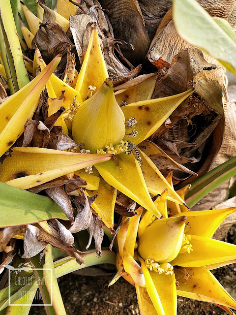 Musella lasiocarpa (Ensete lasiocarpum), czyli Chiński Bananowiec Karłowaty, inaczej Złoty Lotos - historia, pochodzienie, opis, uprawa, pielęgnacja, podlewanie i rozmnażnie. Nie wiesz jak zająć się swoim bananowcem? Tu znajdziesz odpowiedź!