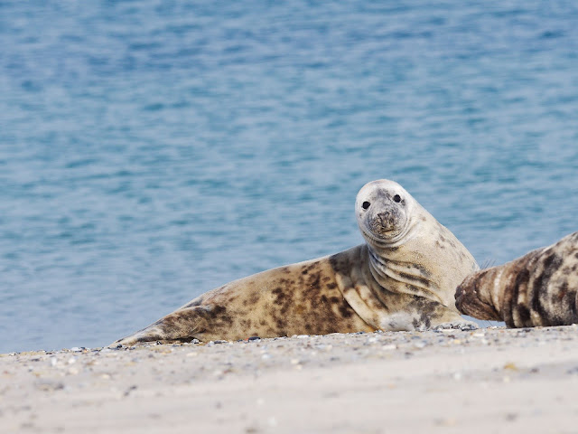 Eine Kegelrobbe am Strand