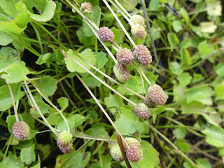 Renoncule cymbalaire - Halerpestes cymbalaria - Ranunculus cymbalaria