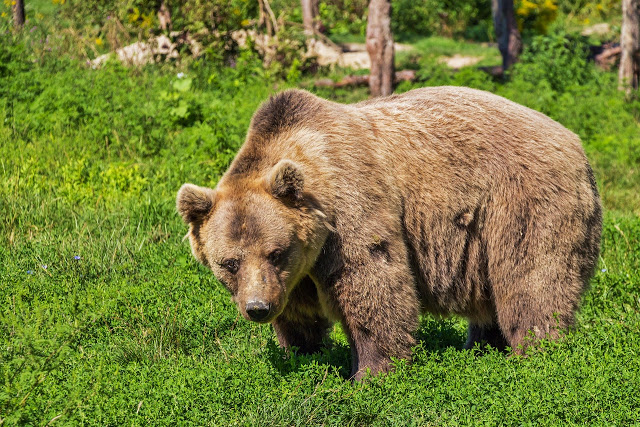 Brown Bear Facts and Information - ListAnimals